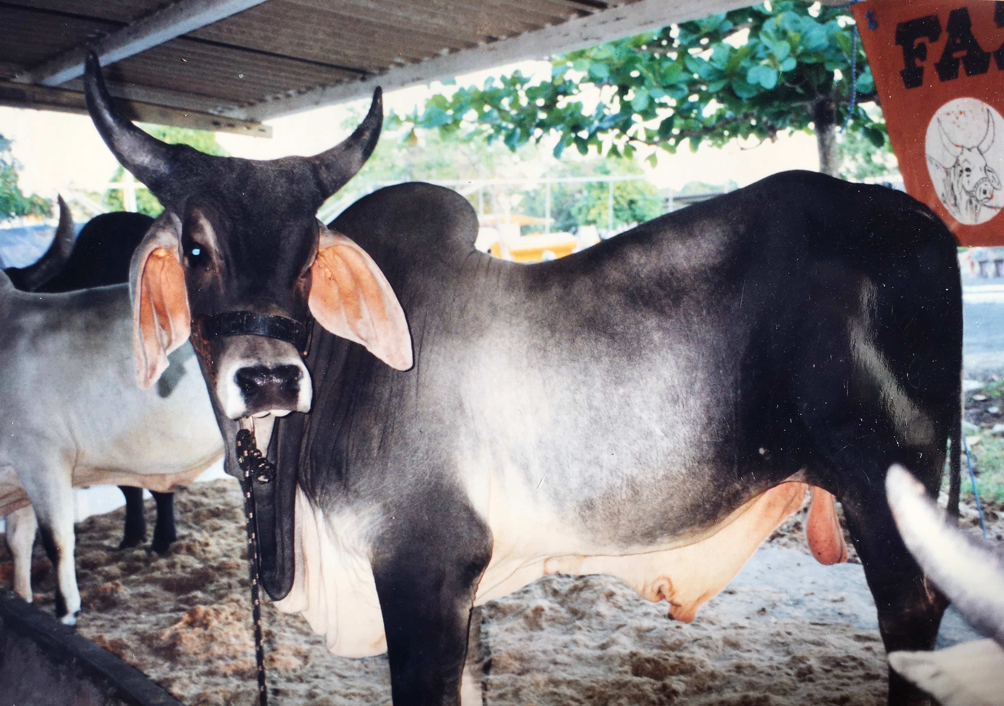 Guzerat Bull, Brazil 1997